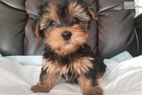 in our mobile society. . Yorkie for sale dallas